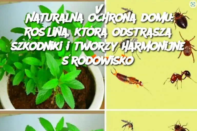 Naturalna Ochrona Domu: Roślina, Która Odstrasza Szkodniki i Tworzy Harmonijne Środowisko