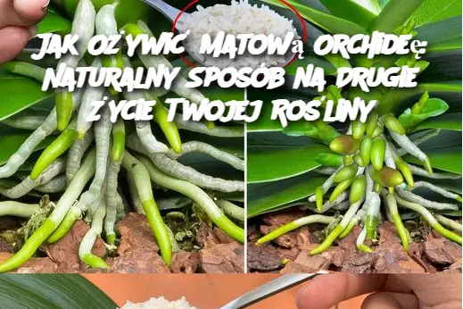 Jak Ożywić Matową Orchideę: Naturalny Sposób na Drugie Życie Twojej Rośliny