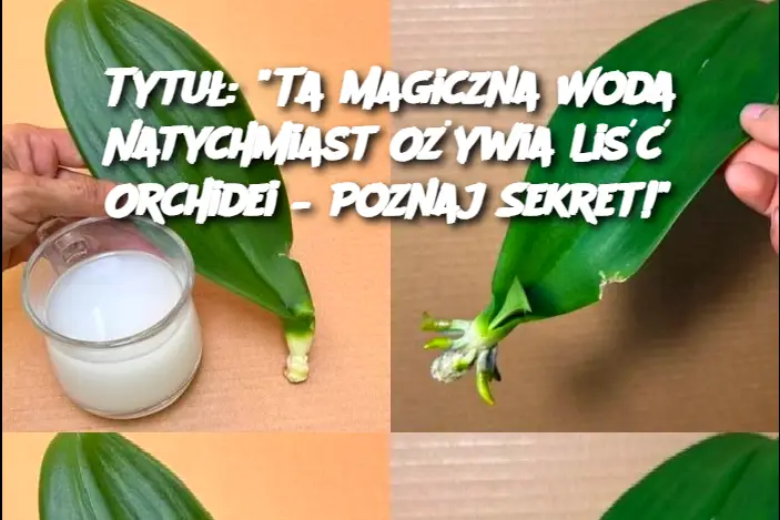 Tytuł: "Ta Magiczna Woda Natychmiast Ożywia Liść Orchidei – Poznaj Sekret!"