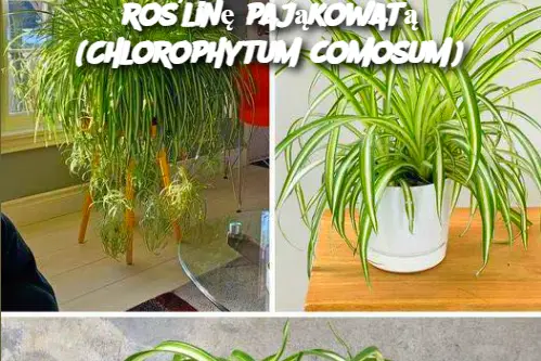 Jak uprawiać i pielęgnować roślinę pająkowatą (Chlorophytum comosum)