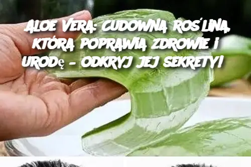 Aloe Vera: Cudowna roślina, która poprawia zdrowie i urodę – odkryj jej sekrety!