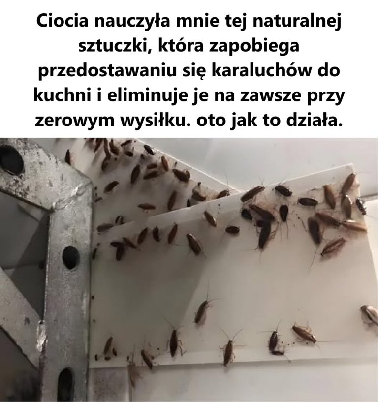 Pożegnaj się z karaluchami w kuchni: niezawodna metoda, która zatrzyma je w miejscu